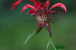 Scarlet beebalm